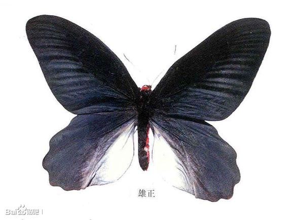 瑪曙鳳蝶 瑪曙鳳蝶