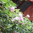 地平線(薔薇屬栽培品種) 地平線(薔薇屬栽培品種)