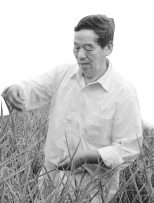 張理高 張理高
