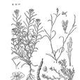 念珠芥 念珠芥