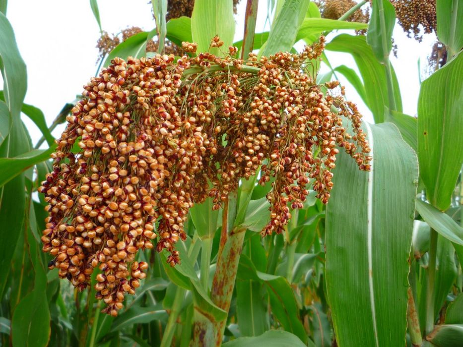 赤雜109 赤雜109