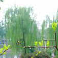 東皋春雨 東皋春雨
