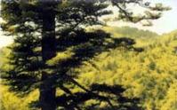 國家一級重點保護野生植物——秦嶺冷杉