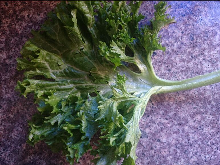 花葉苔菜 花葉苔菜
