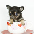 茶杯犬