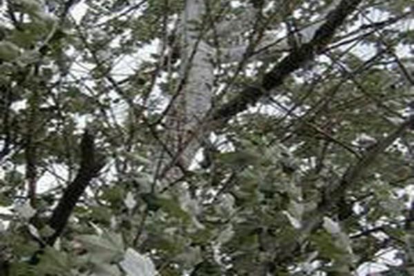 Populus alba Populus alba