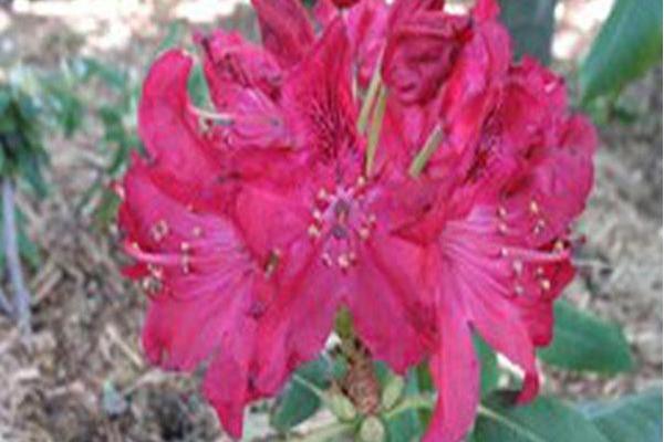 Rhododendron \x27Burma\x27