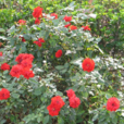 月季花葉 月季花葉