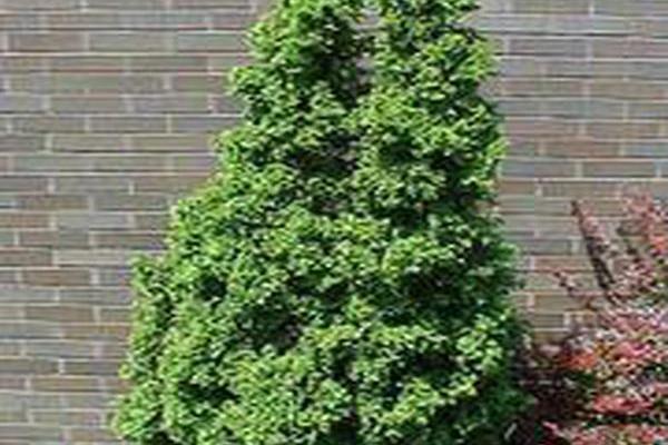 Thuja occidentalis \x27Degroot\x27s Spire\x27 Thuja occidentalis \x27Degroot\x27s Spire\x27
