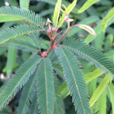 含羞草(中藥) 含羞草(中藥)