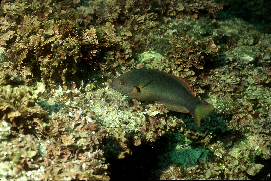 黑腕海豬魚