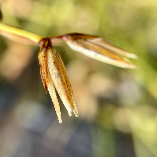 Anarthria prolifera