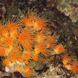橙杯珊瑚