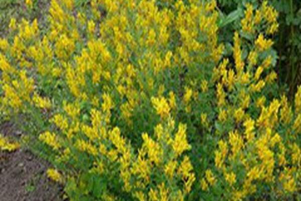 Genista tinctoria Genista tinctoria