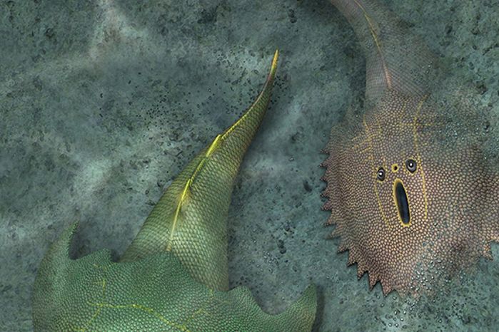 刺蝟安吉魚