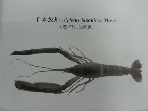 日本鼓蝦 日本鼓蝦