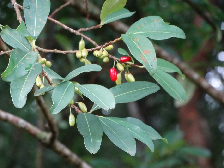 Erythroxylum deciduum