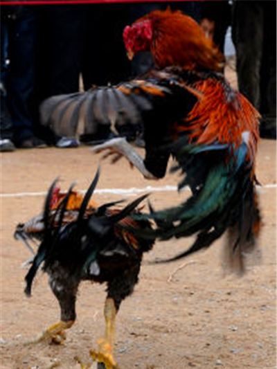 魯西南鬥雞 魯西南鬥雞