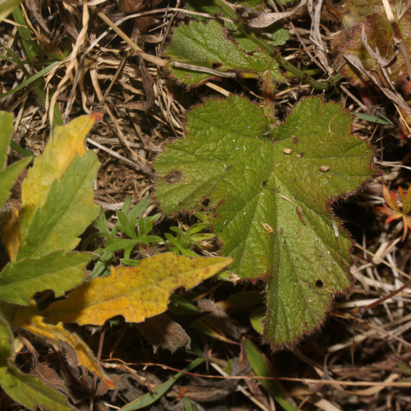 Geum peruvianum
