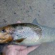 小狗魚 小狗魚