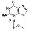cGMP(化學物質)