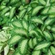 黛粉芋屬 黛粉芋屬