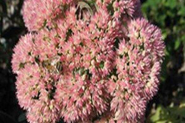 Hylotelephium spectabile Hylotelephium spectabile