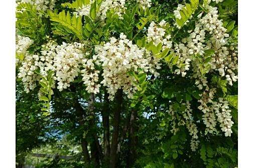 Robinia pseudoacacia \x27Umbraculifera\x27 Robinia pseudoacacia \x27Umbraculifera\x27
