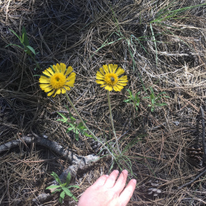 Hymenoxys bigelovii