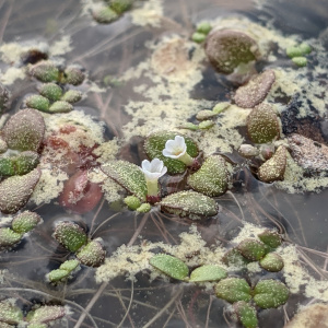 Gratiola amphiantha