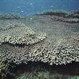 印尼鹿角珊瑚