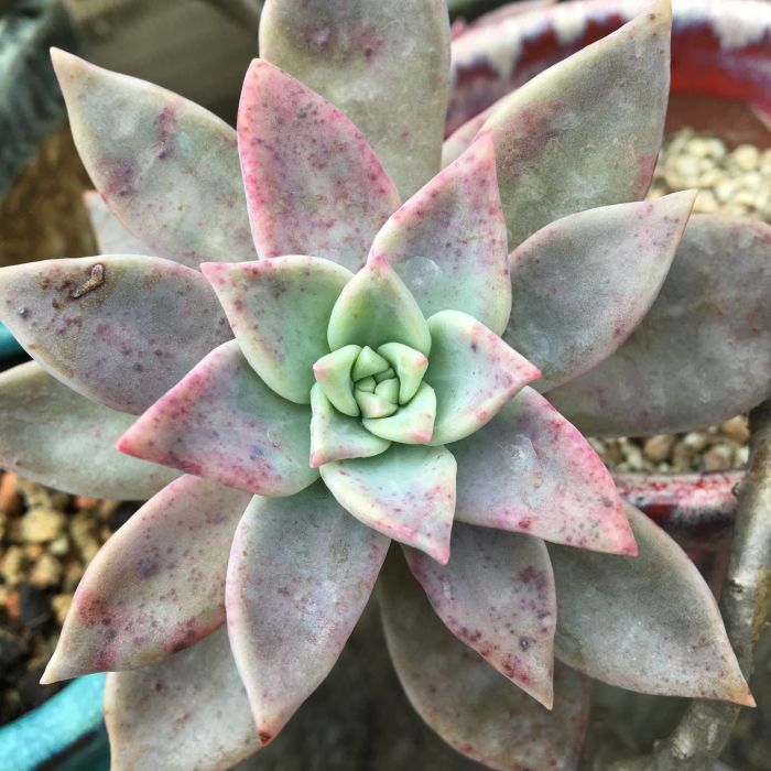 櫻花靜夜 櫻花靜夜