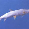 鱤魚(硬骨魚綱動物)