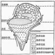 地域分異規律 地域分異規律