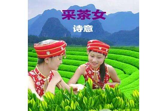 採茶女 採茶女