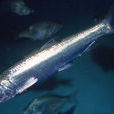 遠東擬沙丁魚