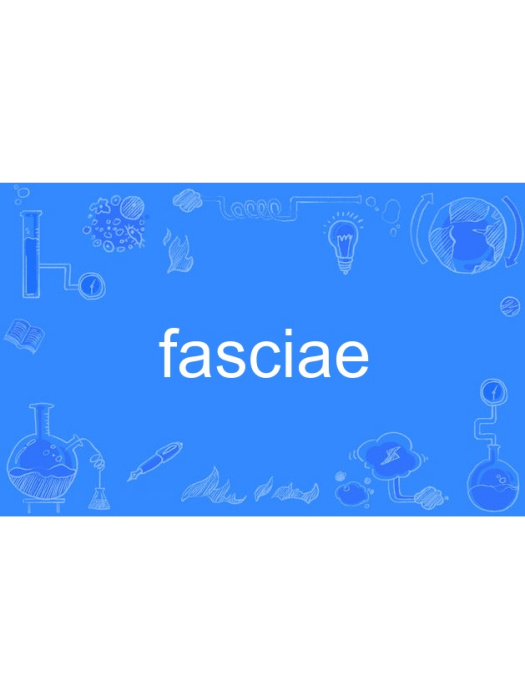 fasciae fasciae