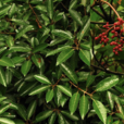 珊瑚冬青(冬青科冬青屬植物)