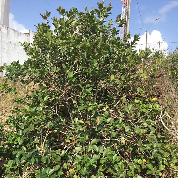Eugenia pipensis