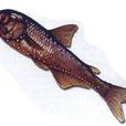 芒光燈籠魚