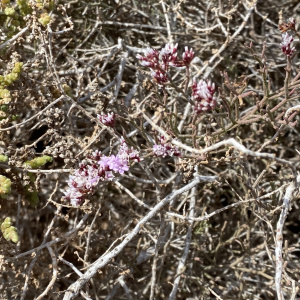 Limonium tuberculatum