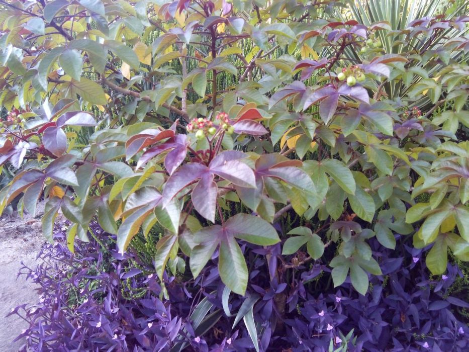 棉葉珊瑚 棉葉珊瑚