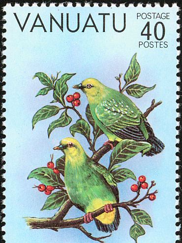 銀肩果鳩