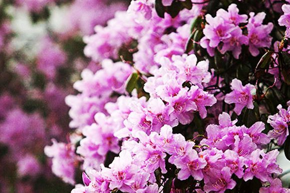 胭脂蜜(杜鵑花品種) 胭脂蜜(杜鵑花品種)