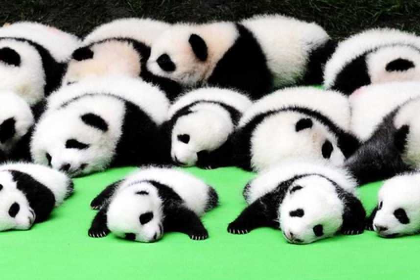 熊貓癱