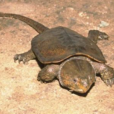 平胸龜