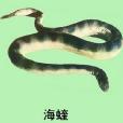 海蝰(動物名稱) 海蝰(動物名稱)