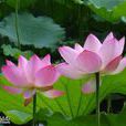 水華(蓮花別名)