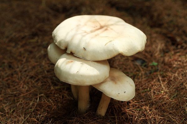 臥龍白蘑 臥龍白蘑