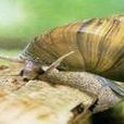 snail snail